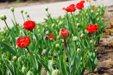 spring in the city Park. lots red tulips