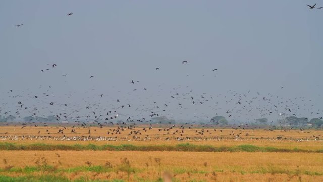 bunch of birds flying in fields kolleru lake landscape