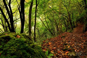 Obraz premium 秋の落ち葉に覆われた山道
