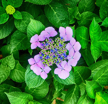 hydrangea suguk Festival in taejongsa buddhist temple, Taejongdae, Busan, South Korea, Asia