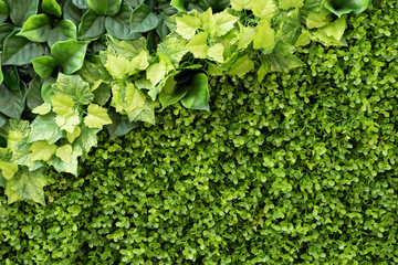 green ivy background