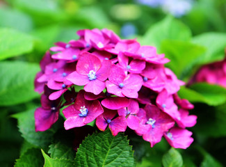 hydrangea suguk Festival in taejongsa buddhist temple, Taejongdae, Busan, South Korea, Asia