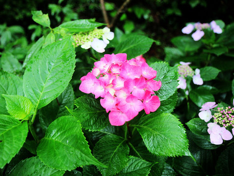 hydrangea suguk Festival in taejongsa buddhist temple, Taejongdae, Busan, South Korea, Asia