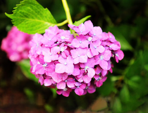 hydrangea suguk Festival in taejongsa buddhist temple, Taejongdae, Busan, South Korea, Asia