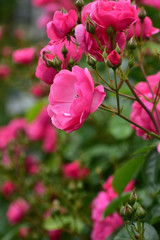 鮮やかなピンクのバラ　アンジェラ