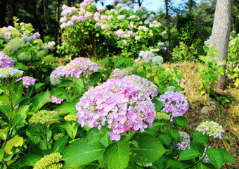 Fototapeta premium hydrangea suguk Festival in taejongsa buddhist temple, Taejongdae, Busan, South Korea, Asia