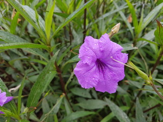 Purple Flowers (Toi Ting or Ruellia tuberosa L.) in the rainy day