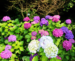 Fototapeta premium hydrangea suguk Festival in taejongsa buddhist temple, Taejongdae, Busan, South Korea, Asia