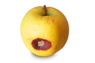 apple rotten yellow isolated desease prevention background