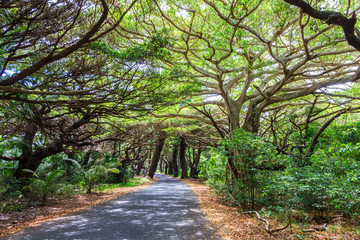 Tree lined road in Iles des Pines