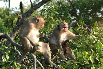 Naklejka premium Monkey mum sitting on mangrove branch with her infant and a big male crab-eatinaughing, showing her teeth and b her teeth and breast-feeding her baby. The new born clings to his mother's chest.