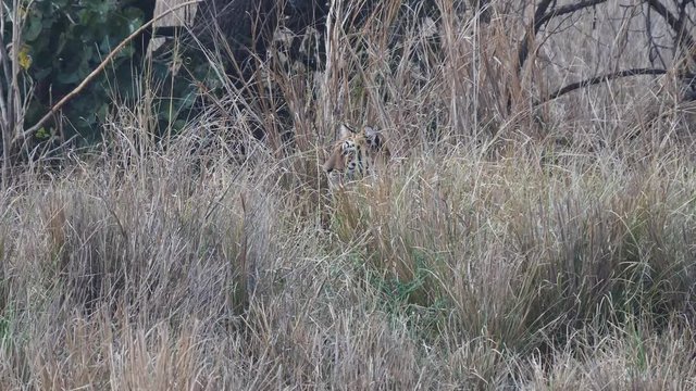 a young tiger hides in long grass while stalking a herd of gaur at tadoba andhari tiger reserve in India