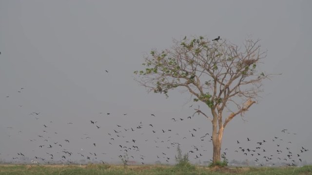 bunch of birds flying in fields kolleru lake landscape