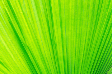 Close up Beautiful Sunlight on palm leaf