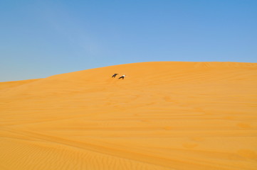 Fototapeta na wymiar Two persons cross the desert. Active holiday in Dubai. Boundless sandy desert.