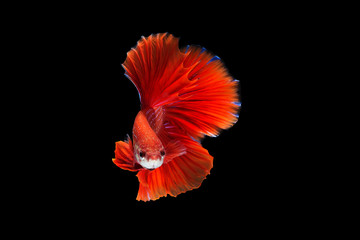 Siamese fighting fish or betta fish isolated on black background.