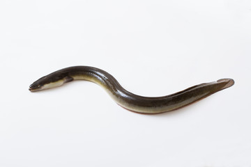 国産鰻の活魚、白背景