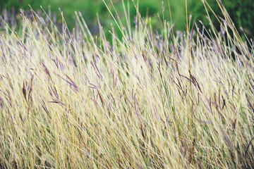 dry grass on field in forest nature summer / yellow and green grass plant on nature blur background