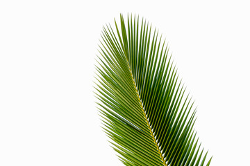 Obraz premium coconut leaf isolated on white background