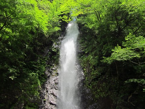 緑に包まれた一筋の滝 © 愛 棟田