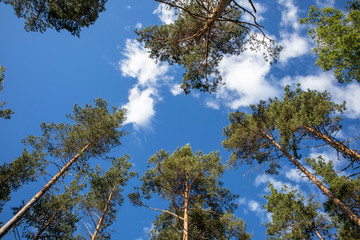 Pinus Sylvestris pines against blue sky, Finland