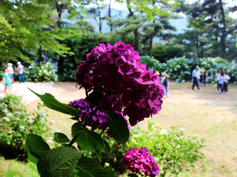 hydrangea suguk Festival in taejongsa buddhist temple, Taejongdae, Busan, South Korea, Asia