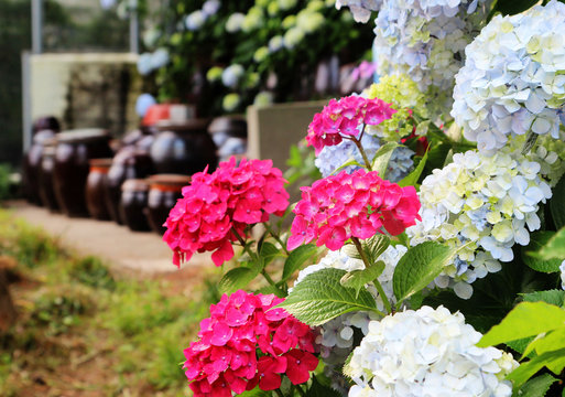 hydrangea suguk Festival in taejongsa buddhist temple, Taejongdae, Busan, South Korea, Asia