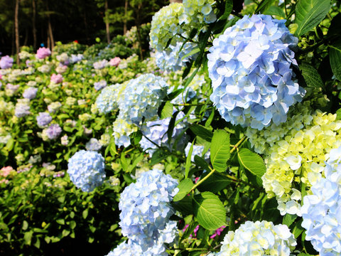 hydrangea suguk Festival in taejongsa buddhist temple, Taejongdae, Busan, South Korea, Asia