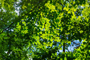 Fototapeta na wymiar sun shines through the leaves