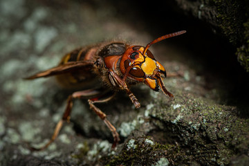 A European hornet sitting on a tree