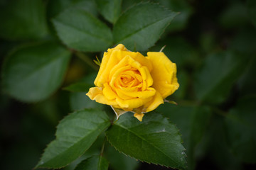 Yellow rose bud on a bush