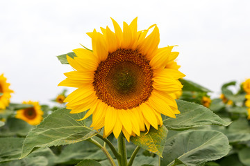 Sunflower field on a summer day