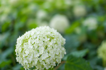 あじさい　紫陽花　hydrangea