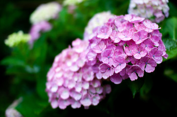 あじさい　紫陽花　hydrangea