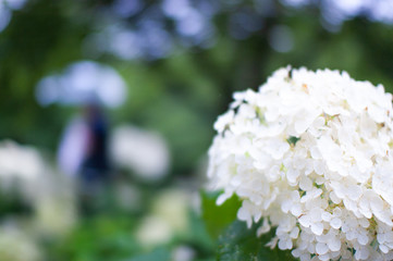 あじさい　紫陽花　hydrangea