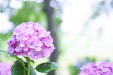 あじさい　紫陽花　hydrangea