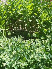 Obraz premium green plants in the garden