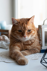 A cute ginger cat sitting on a windowsill.