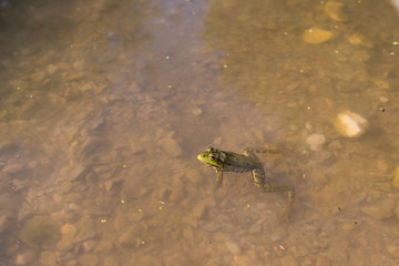 Frog at the Danube Delta