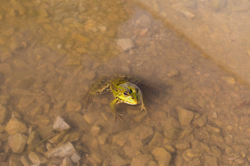 Frog at the Danube Delta