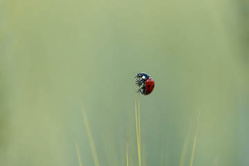 A ladybird sitting on a cornstalk in a field