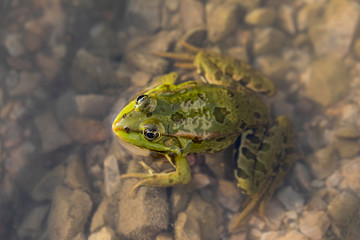 Frog at the Danube Delta