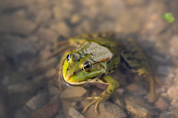 Frog at the Danube Delta