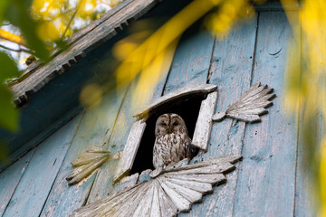 Lonely owl on a window-frame