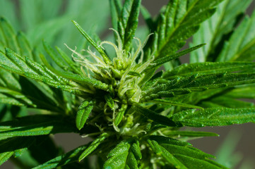 Planta de cannabis medicinal alto en CBD