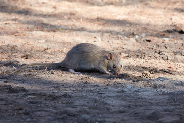 Brown rat (Rattus norvegicus)