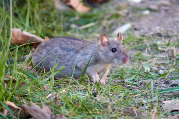 Brown rat (Rattus norvegicus)