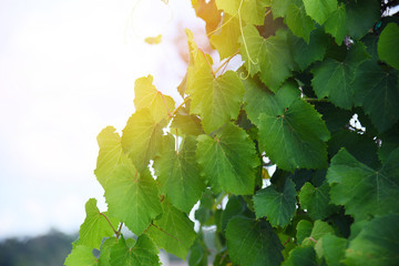 Grape vine green leaves on branch tropical plant in the vineyard nature sky summer
