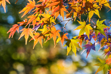 甘泉園公園の紅葉