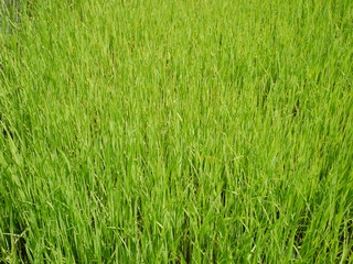 organic rice farm, green grass background, grass field